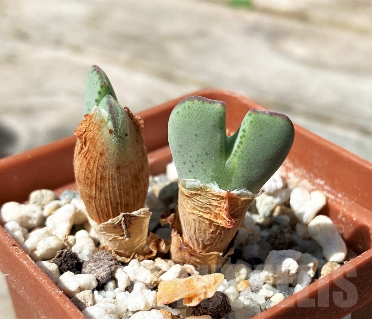 SHPR10793 Conophytum billobum ,Plzen