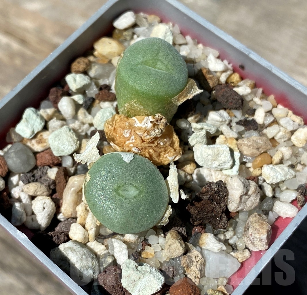SHPR10794 Conophytum bolusiae crumble sheaths, dark yellow pollen