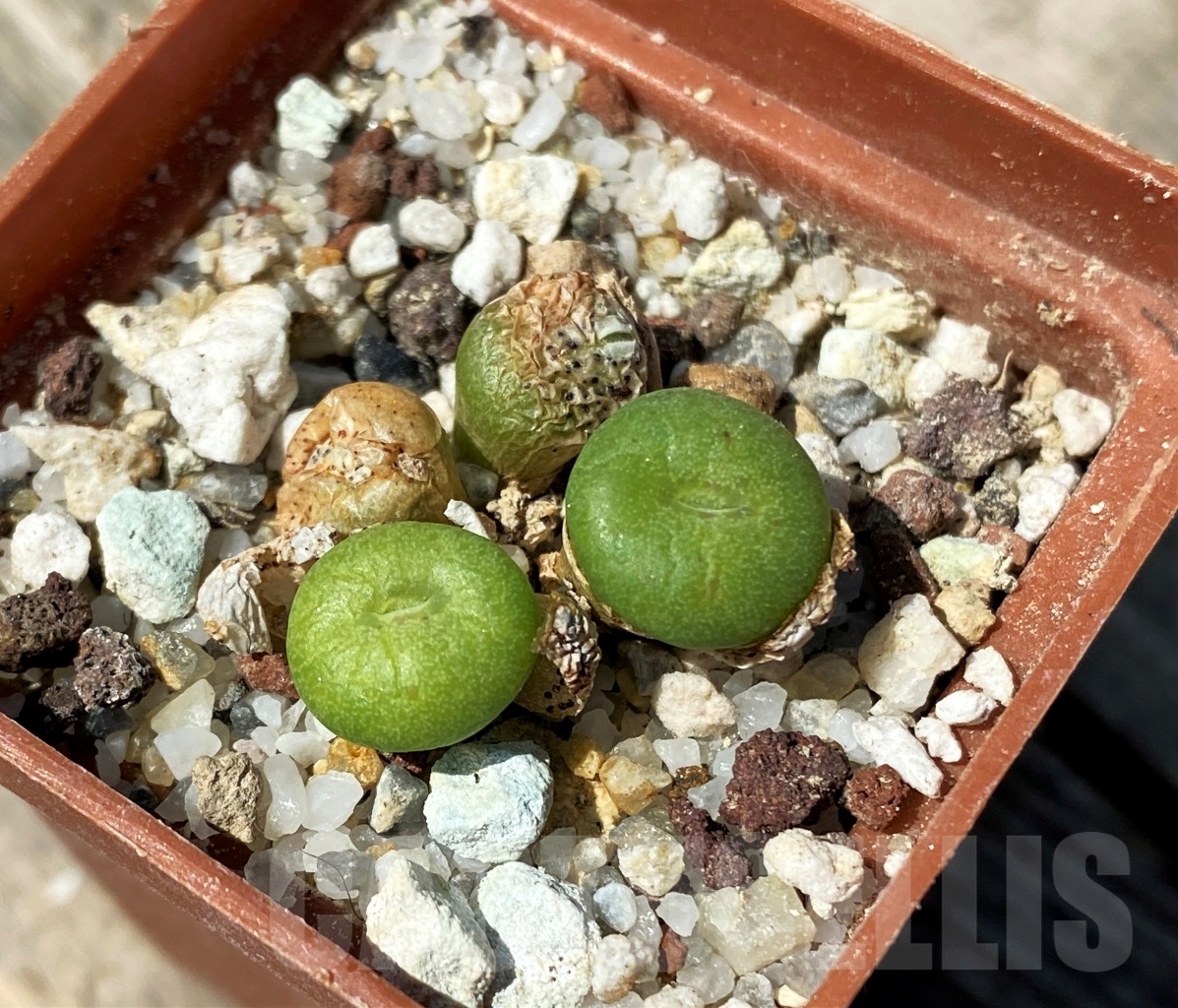 SHPR10795 Conophytum fraternum 'Skimmelberg'
