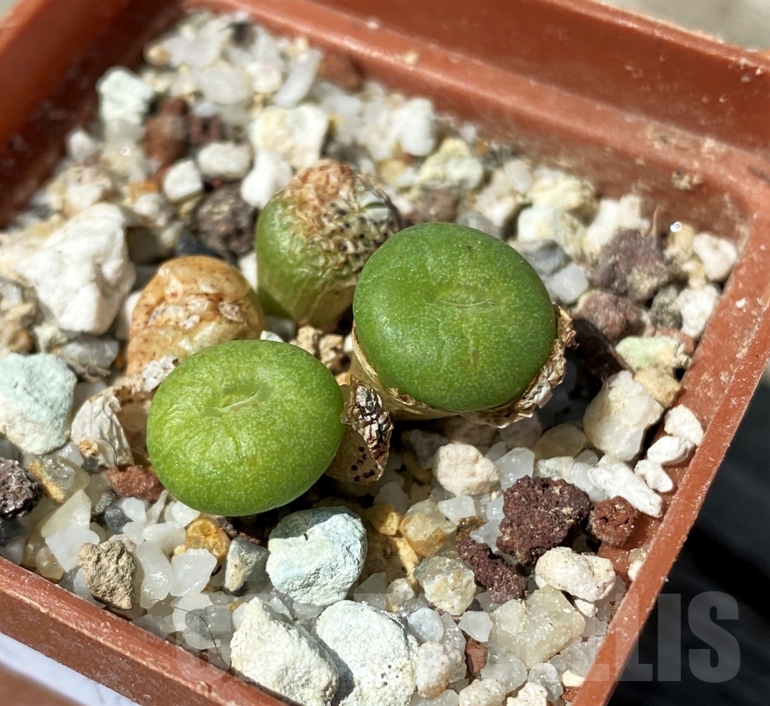 SHPR10795 Conophytum fraternum 'Skimmelberg' - 画像 (2)