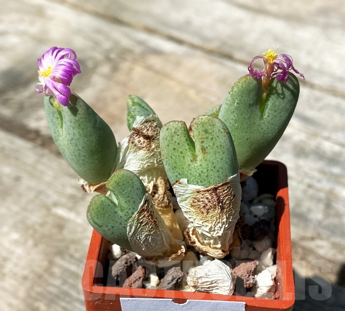 SHPR10797 Conophytum taylorianum subs. ernianum