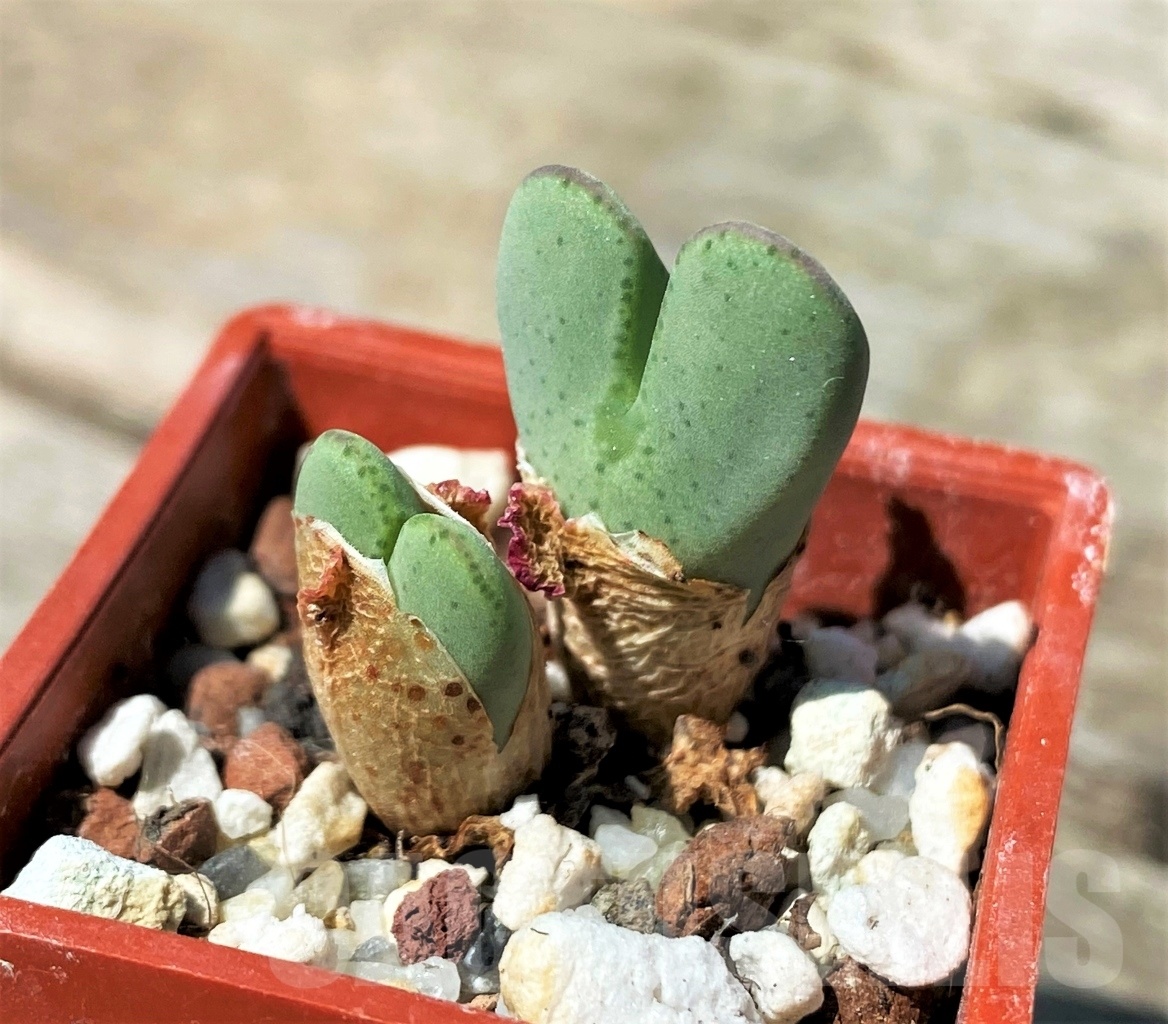 SHPR10798 Conophytum bilobum