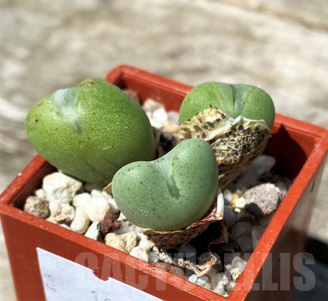 SHPR10799 Conophytum bilobum ssp.altum