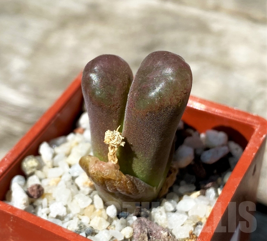 SHPR10800 Ophthalmophyllum verrucosum