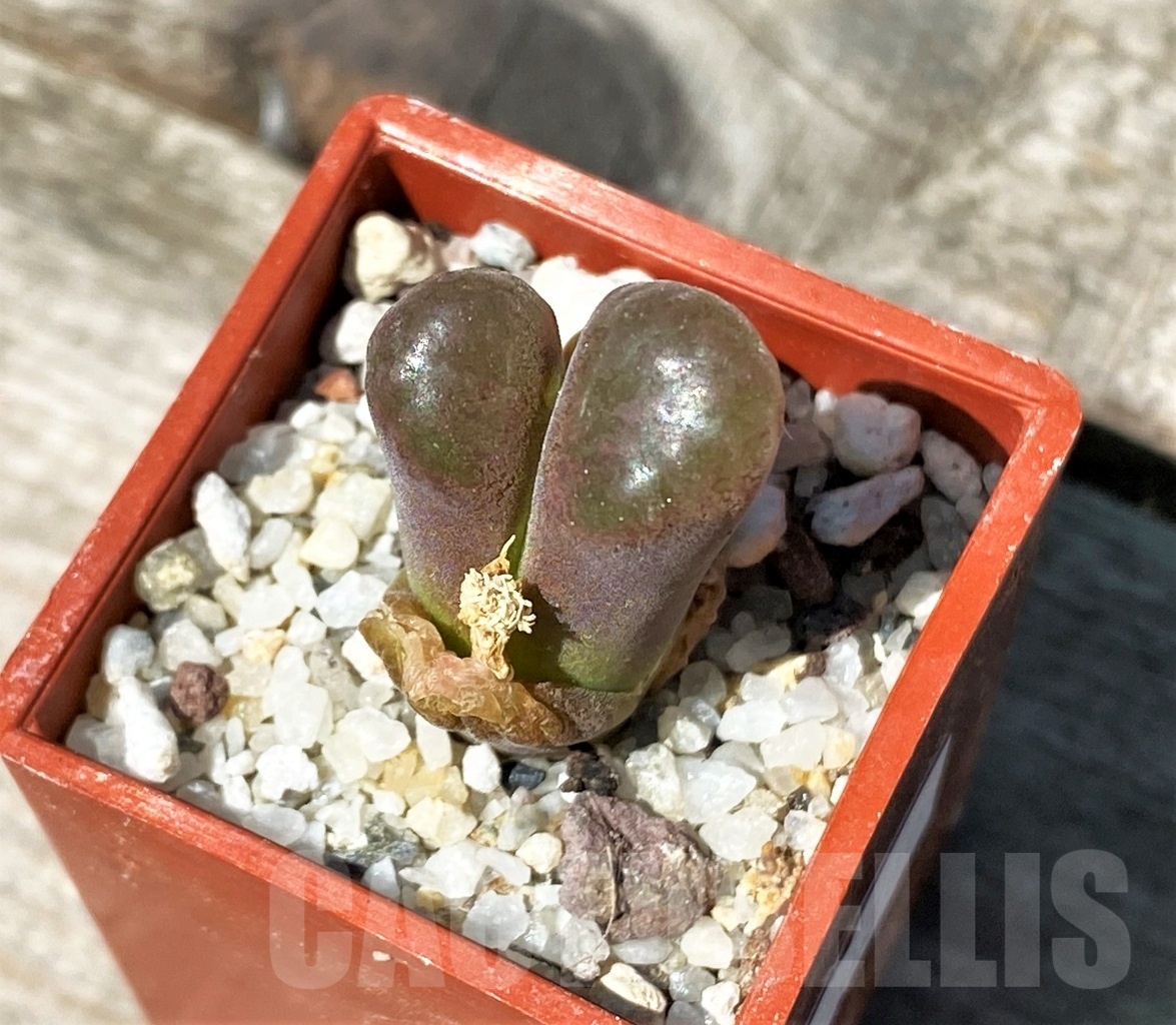 SHPR10800 Ophthalmophyllum verrucosum - Зображення 2