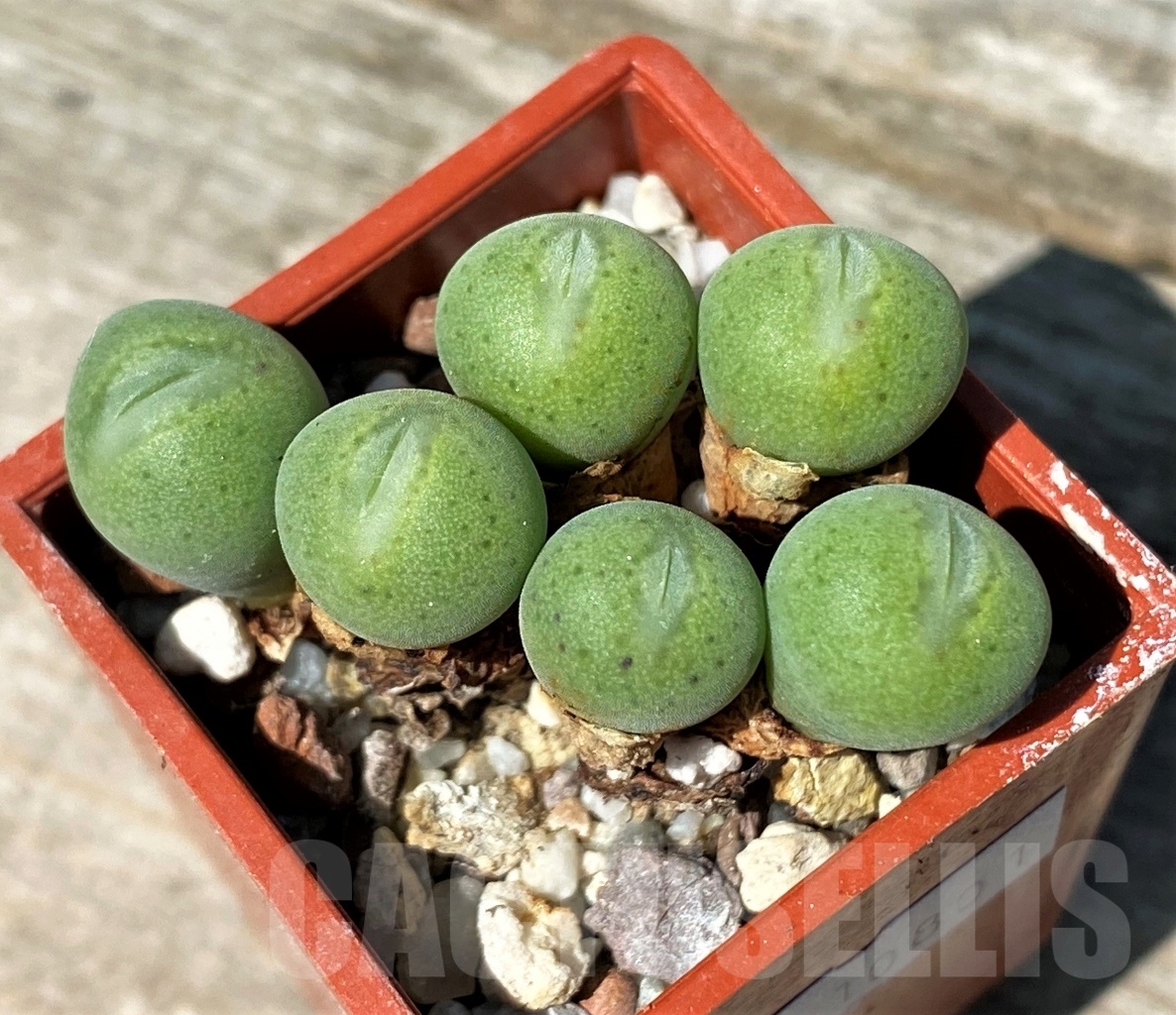 SHPR10801 Conophytum velutinum - Image 2