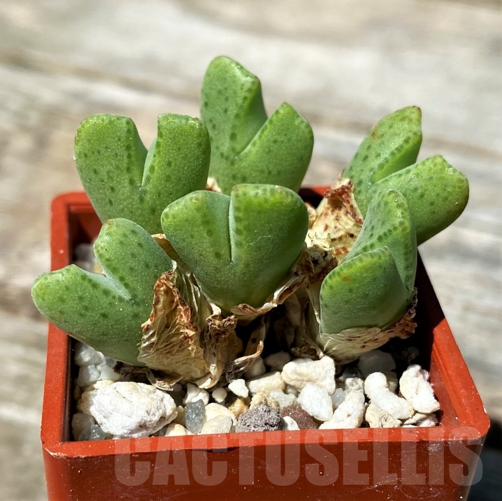 SHPR10803 Conophytum halenbergense LAV24567