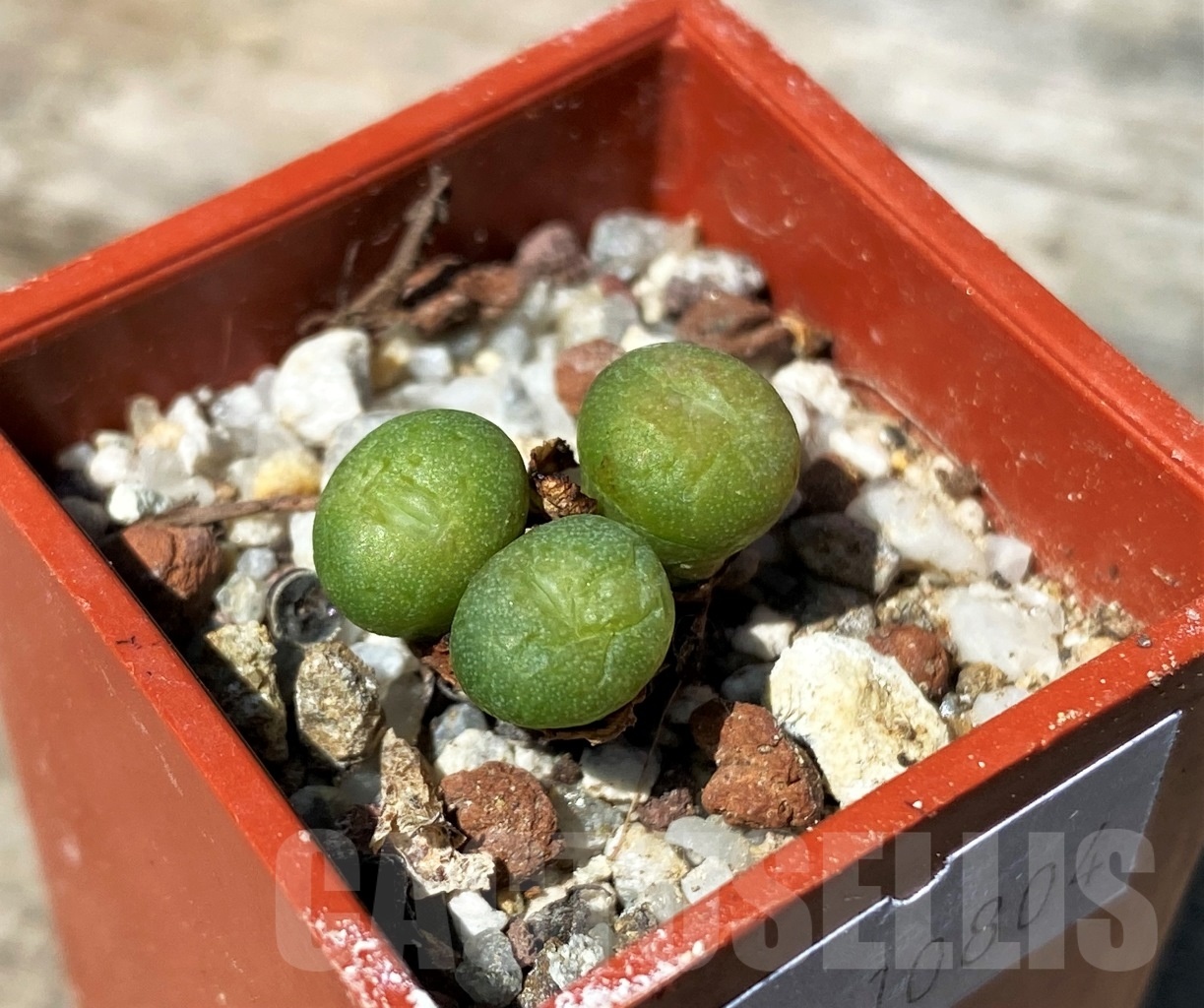 SHPR10804 Conophytum flavum ssp. novicium