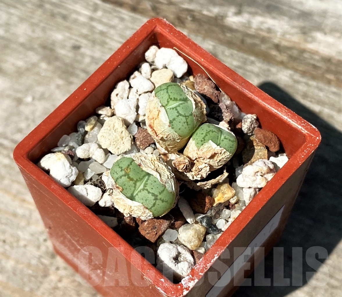 SHPR10807 Conophytum ficiforme