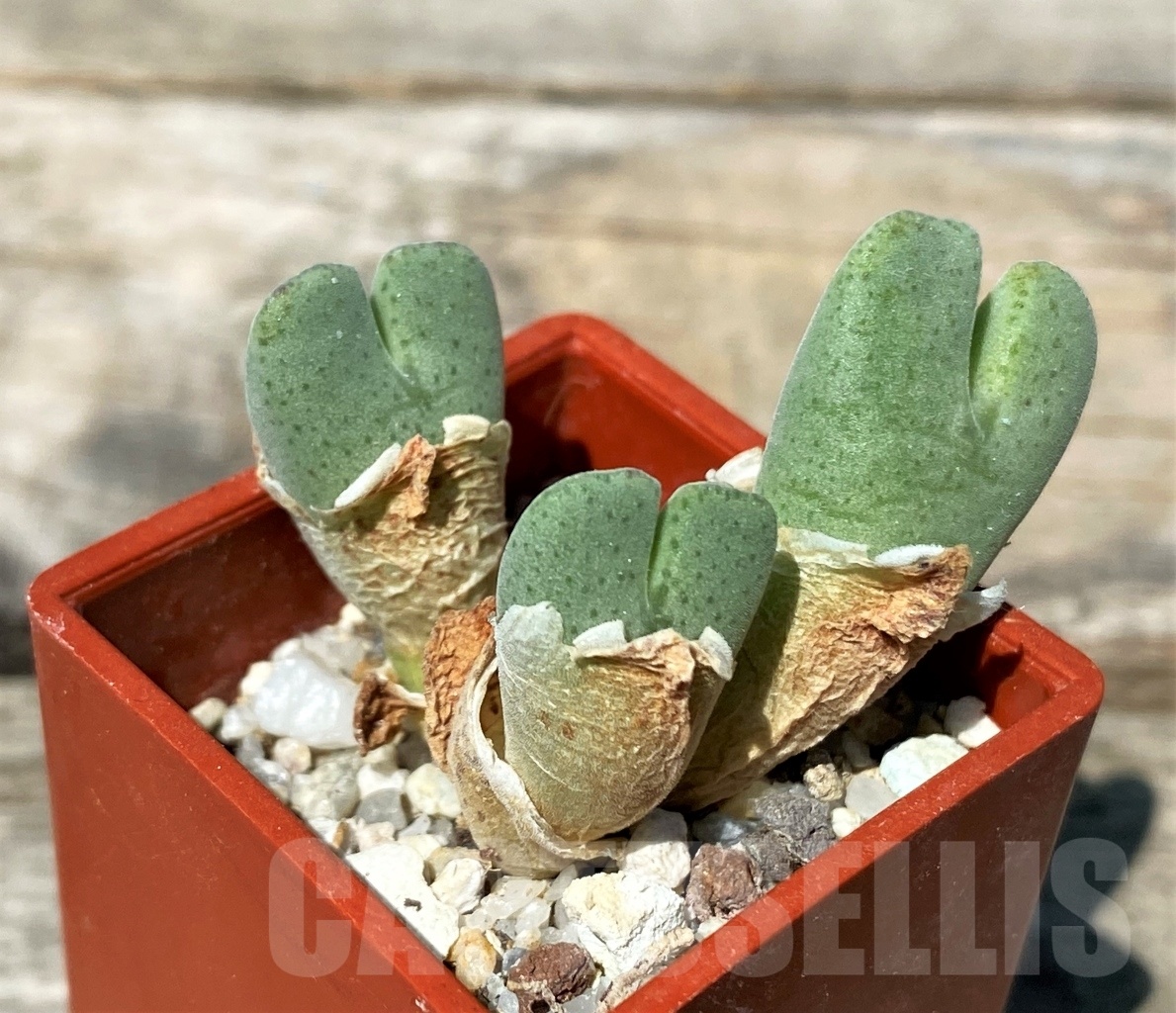 SHPR10809 Conophytum tantillum COP 325