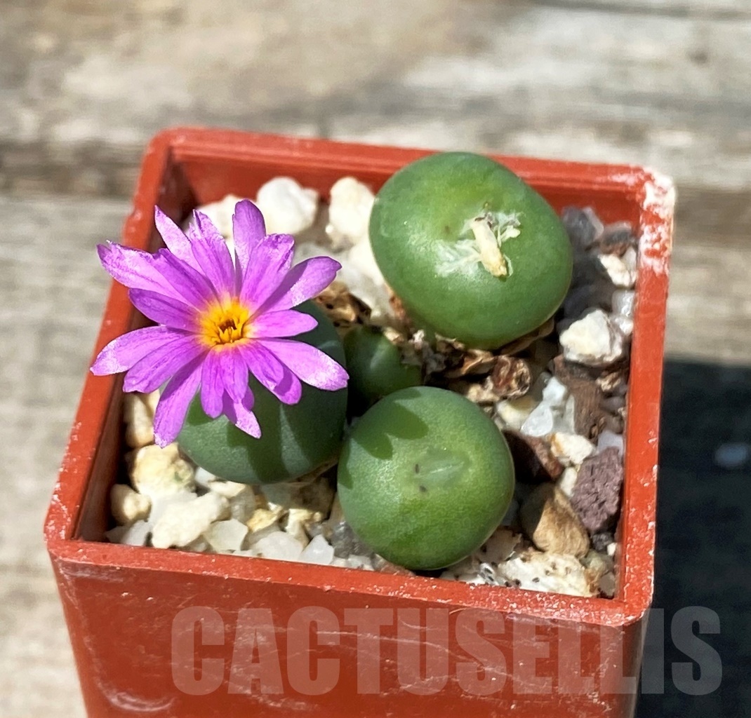 SHPR10811 Conophytum minutum MG 1430.82