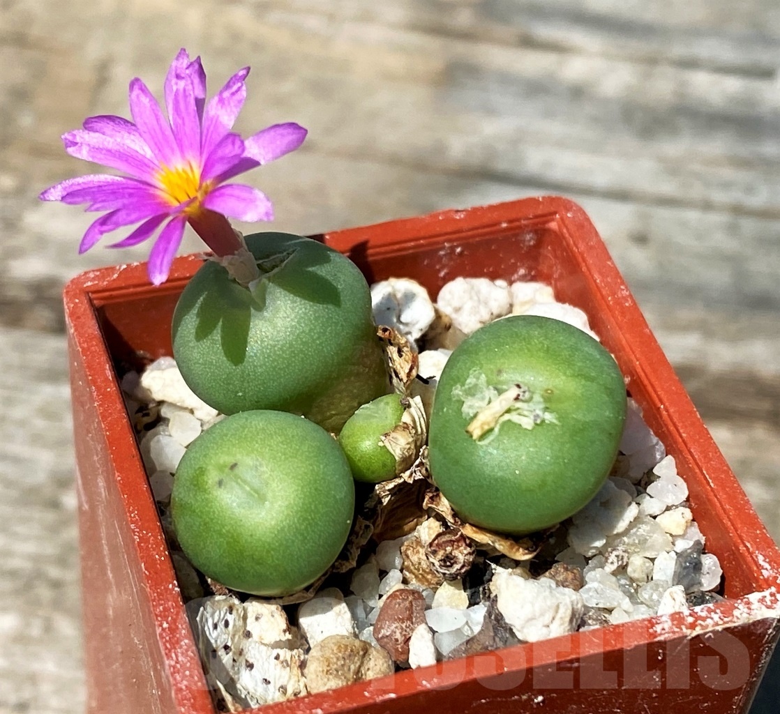 SHPR10811 Conophytum minutum MG 1430.82 - 画像 (2)