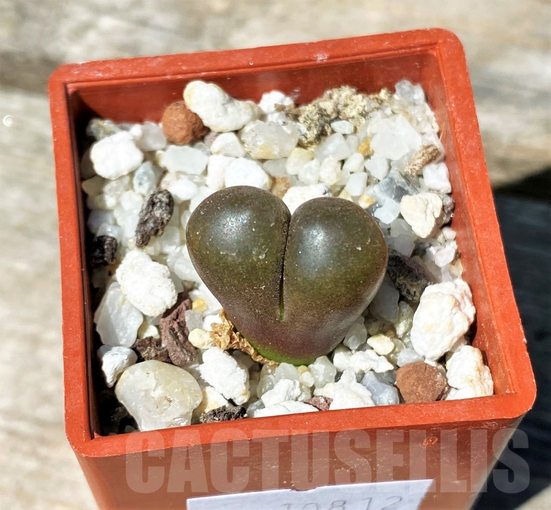 SHPR10812 Ophthalmophyllum verrucosum