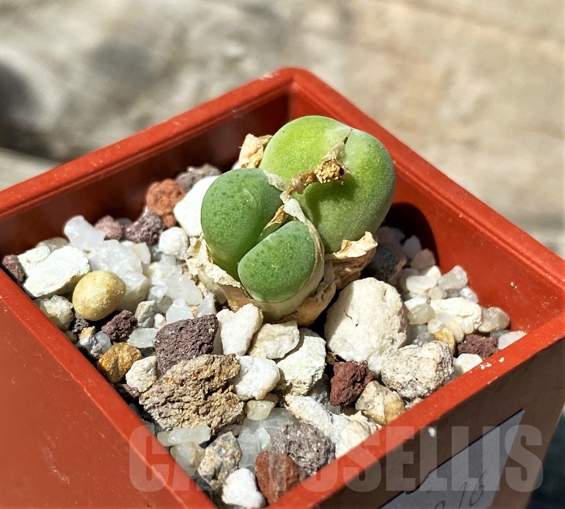 SHPR10816 Conophytum bolusiae ssp. primaverum