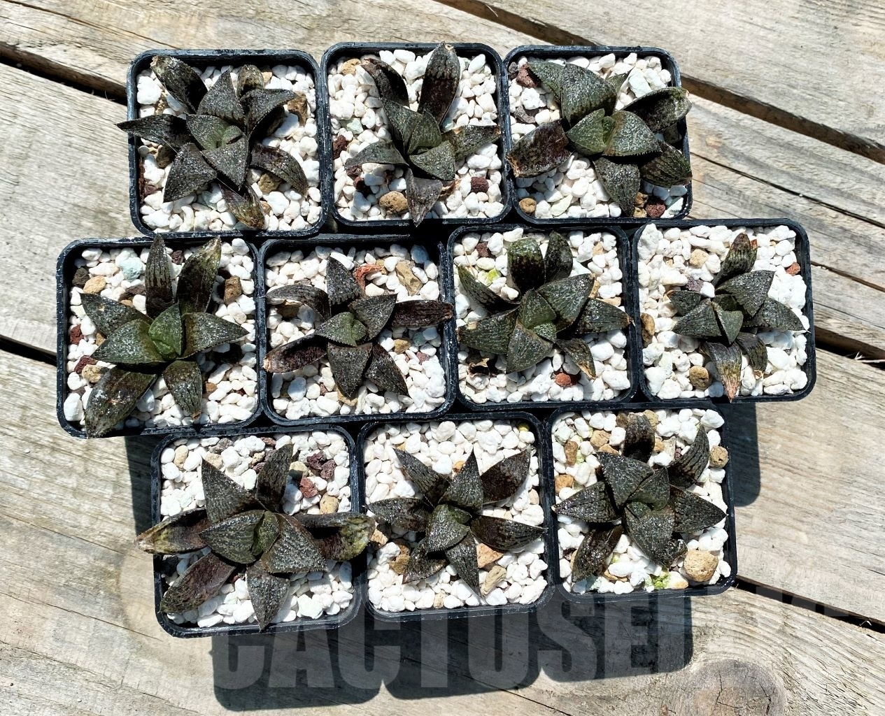 SHPR10824 10 pcs, Haworthia magnifica var. splendens Japan x magnifica var. splendens GM 452 - Image 2