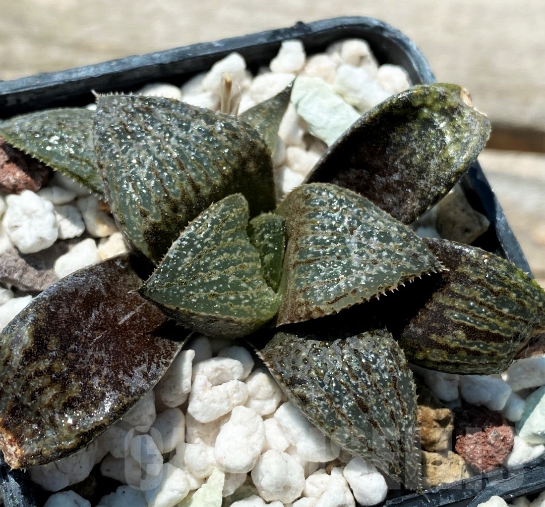 SHPR10824 10 pcs, Haworthia magnifica var. splendens Japan x magnifica var. splendens GM 452 - Image 3