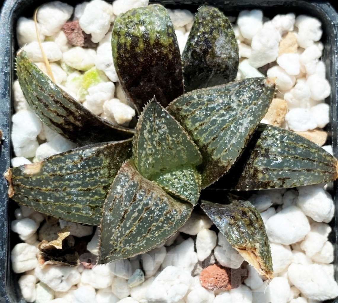 SHPR10824 10 pcs, Haworthia magnifica var. splendens Japan x magnifica var. splendens GM 452 - Image 4