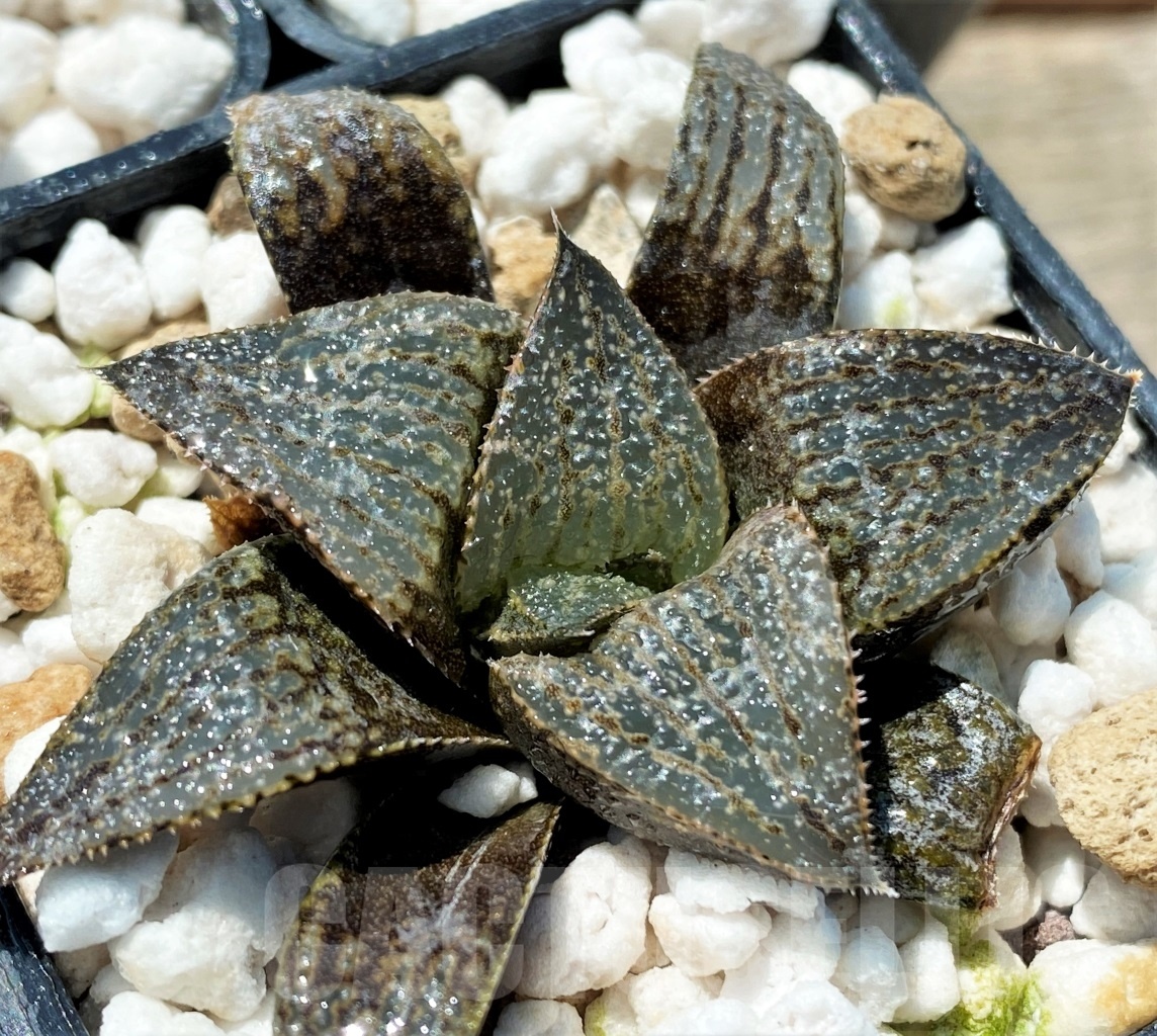 SHPR10824 10 pcs, Haworthia magnifica var. splendens Japan x magnifica var. splendens GM 452
