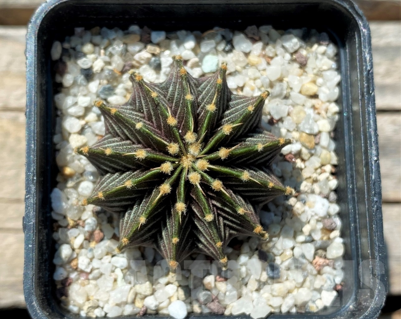 SHPR10825 Gymnocalycium friedrichii LB2178 - Imagen 2