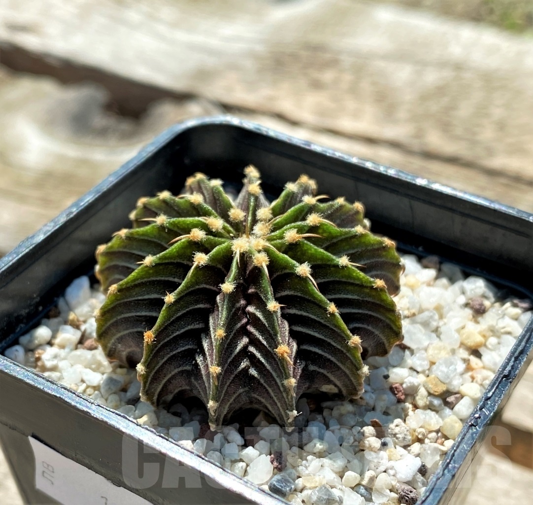 SHPR10825 Gymnocalycium friedrichii LB2178