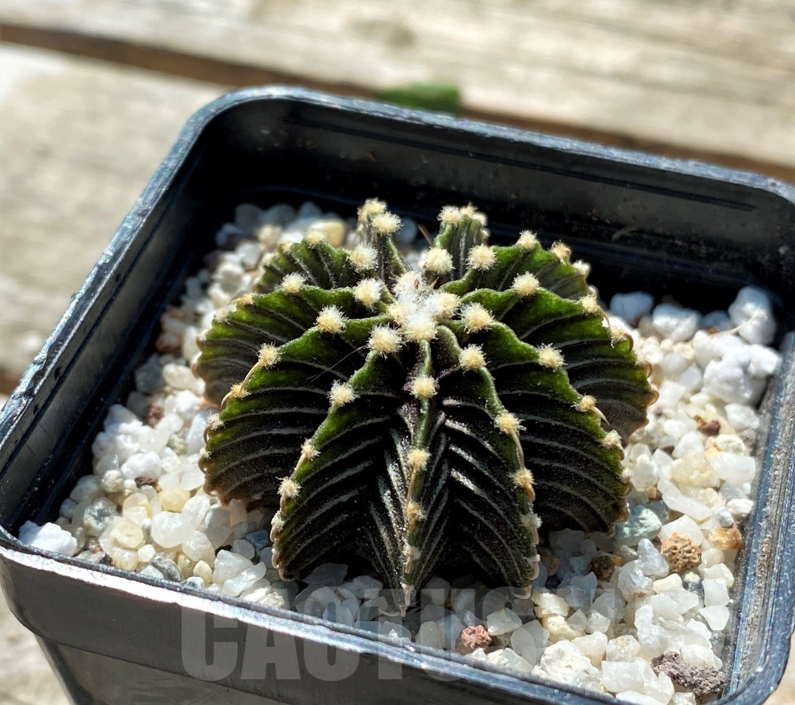 SHPR10827 Gymnocalycium friedrichii