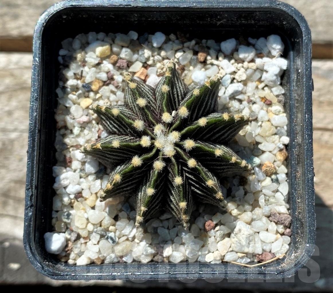 SHPR10827 Gymnocalycium friedrichii - Imagen 2