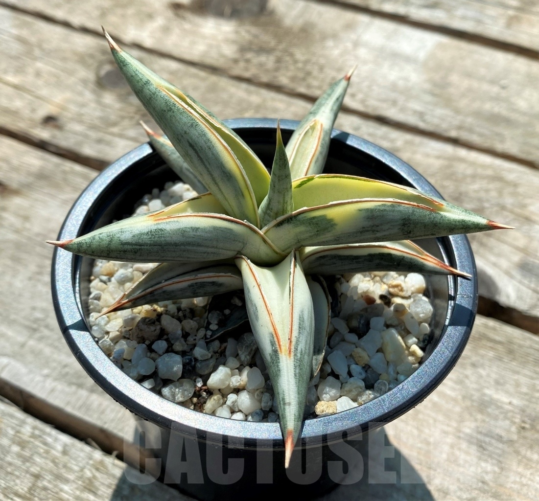 SHPR10828 Sansevieria Blue Clone Variegata