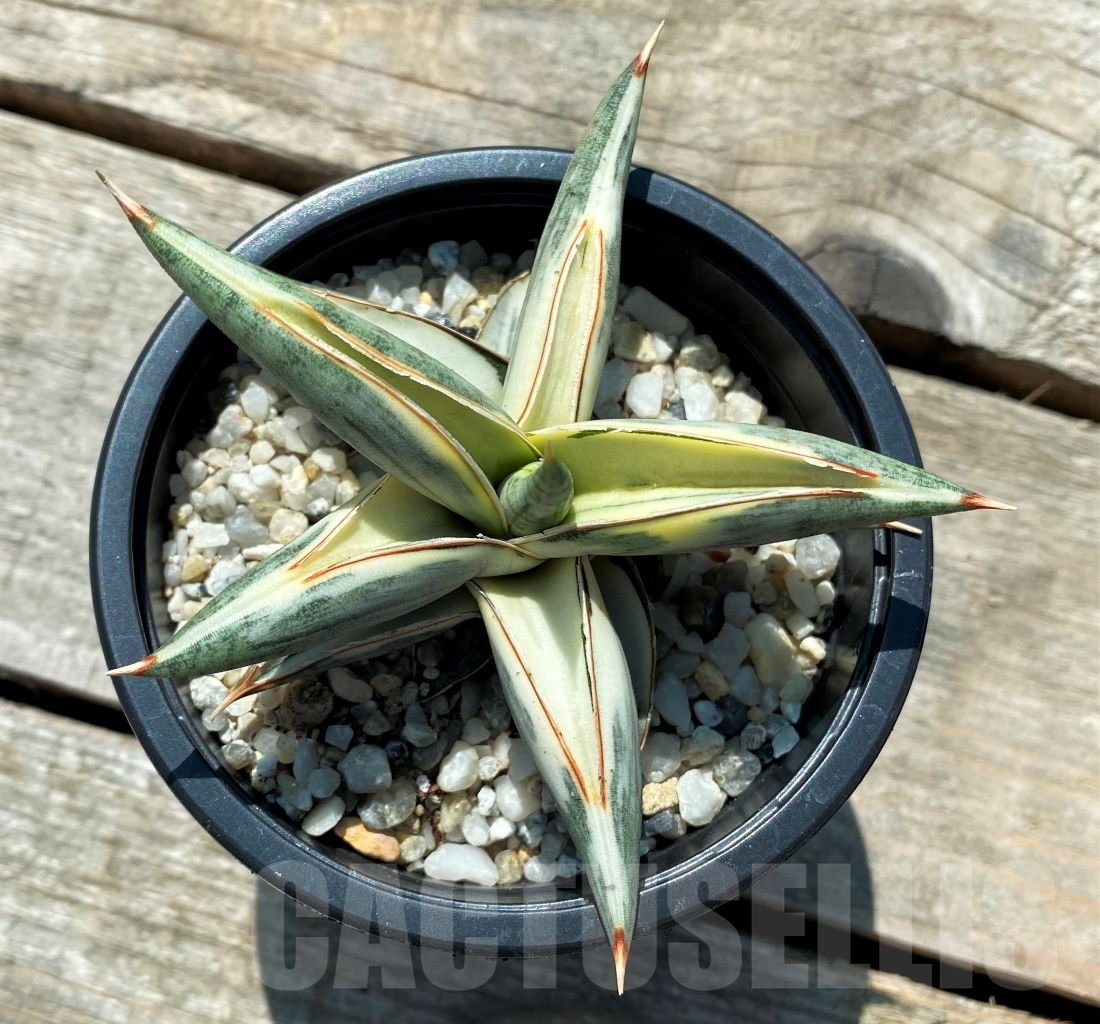 SHPR10828 Sansevieria Blue Clone Variegata - Imagen 2