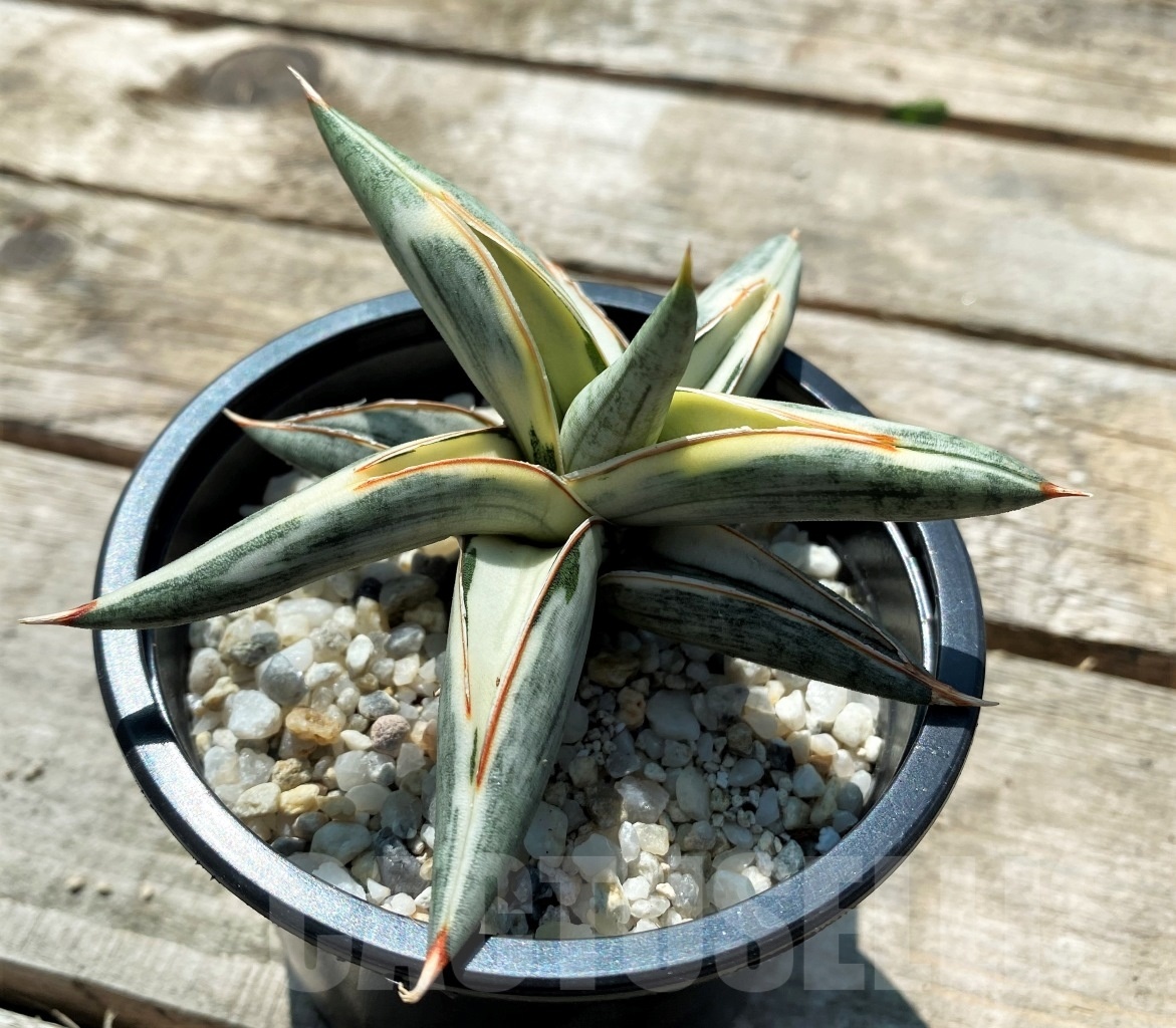 SHPR10829 Sansevieria Blue Clone Variegata
