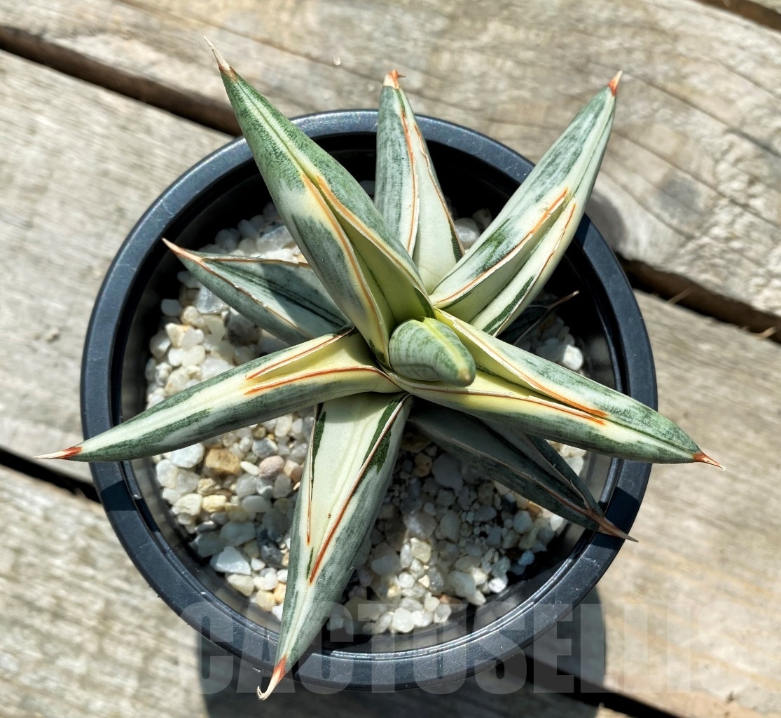 SHPR10829 Sansevieria Blue Clone Variegata - Image 2
