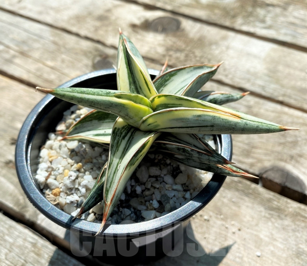 SHPR10830 Sansevieria Blue Clone Variegata