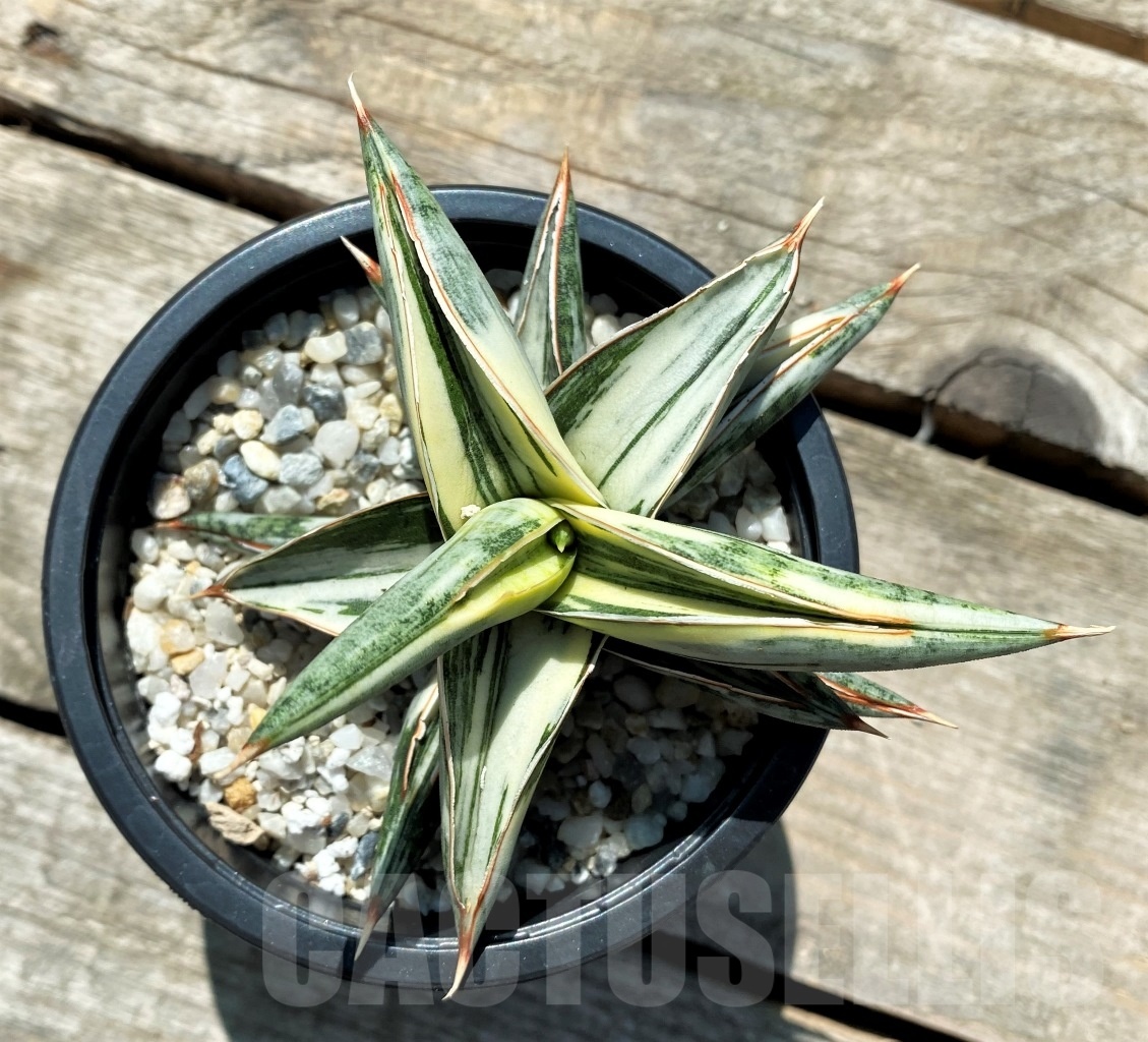 SHPR10830 Sansevieria Blue Clone Variegata - Image 2