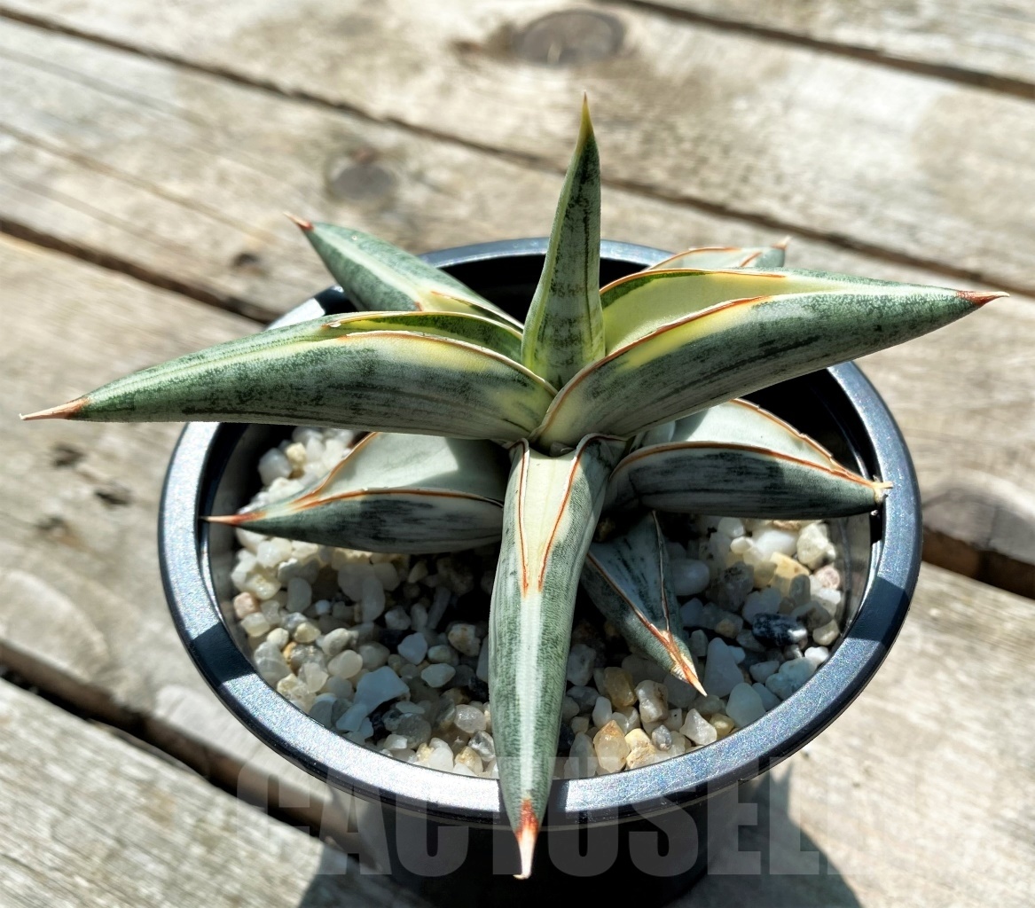 SHPR10831 Sansevieria Blue Clone Variegata - Image 2