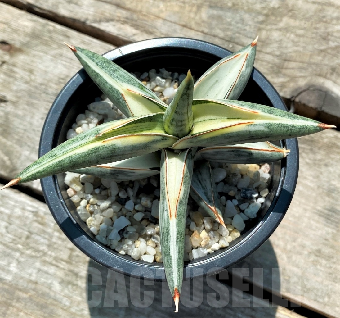 SHPR10831 Sansevieria Blue Clone Variegata