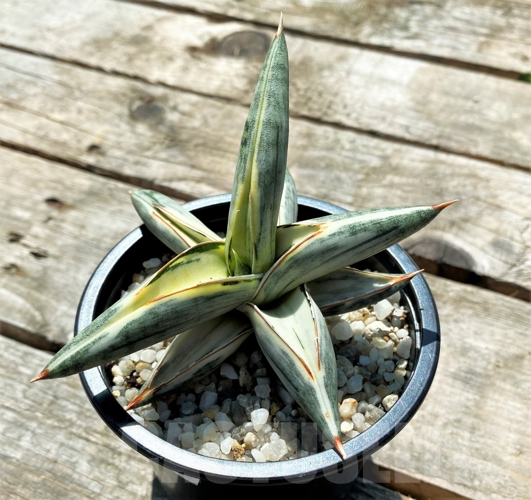 SHPR10832 Sansevieria Blue Clone Variegata