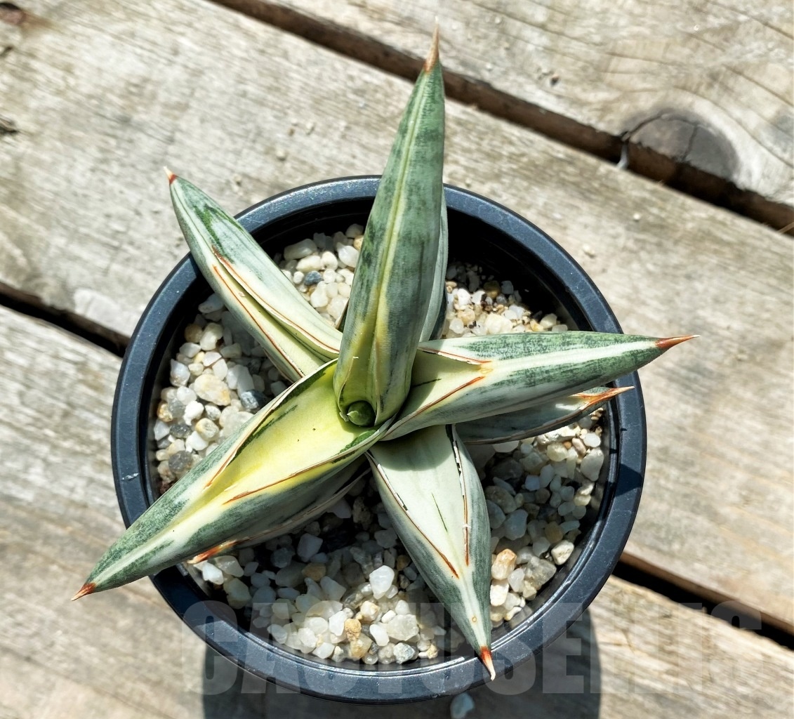 SHPR10832 Sansevieria Blue Clone Variegata – Image 2