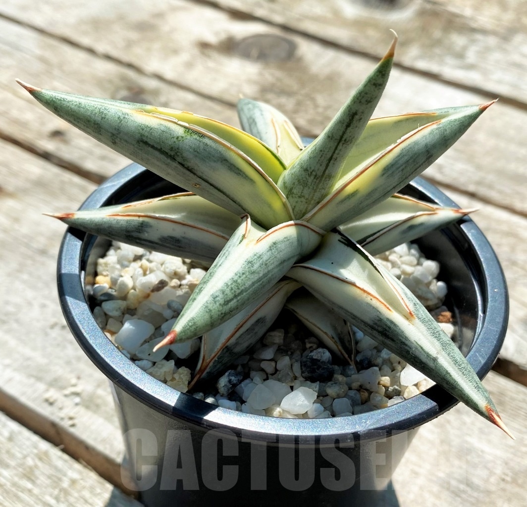 SHPR10833 Sansevieria Blue Clone Variegata