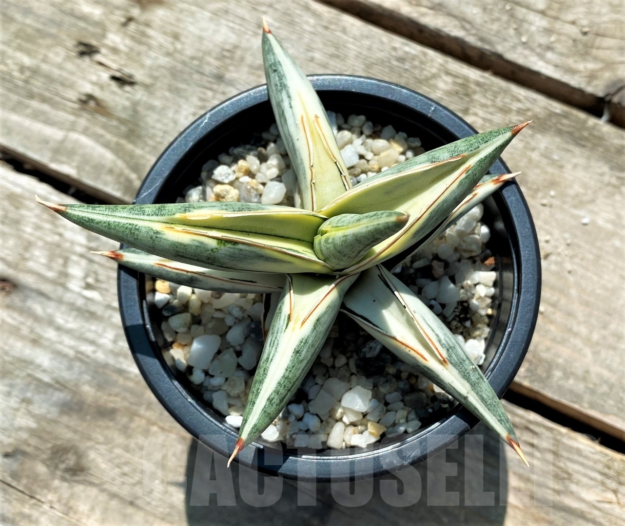 SHPR10833 Sansevieria Blue Clone Variegata - Зображення 2
