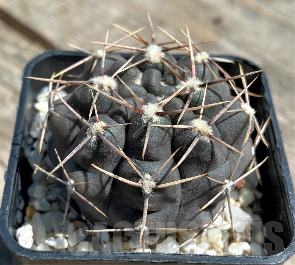 SHPR10850 Gymnocalycium borthii RER 183