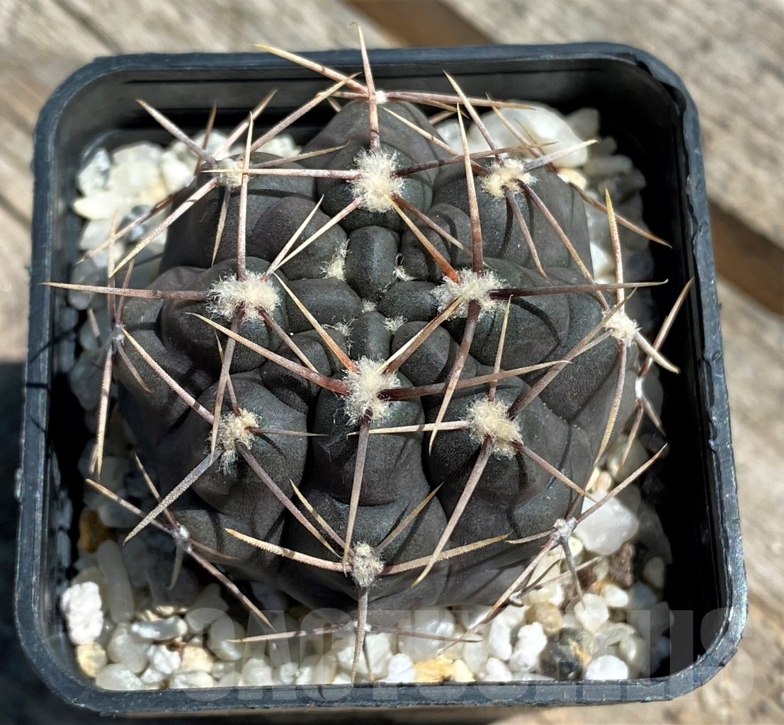 SHPR10850 Gymnocalycium borthii RER 183 - Image 2