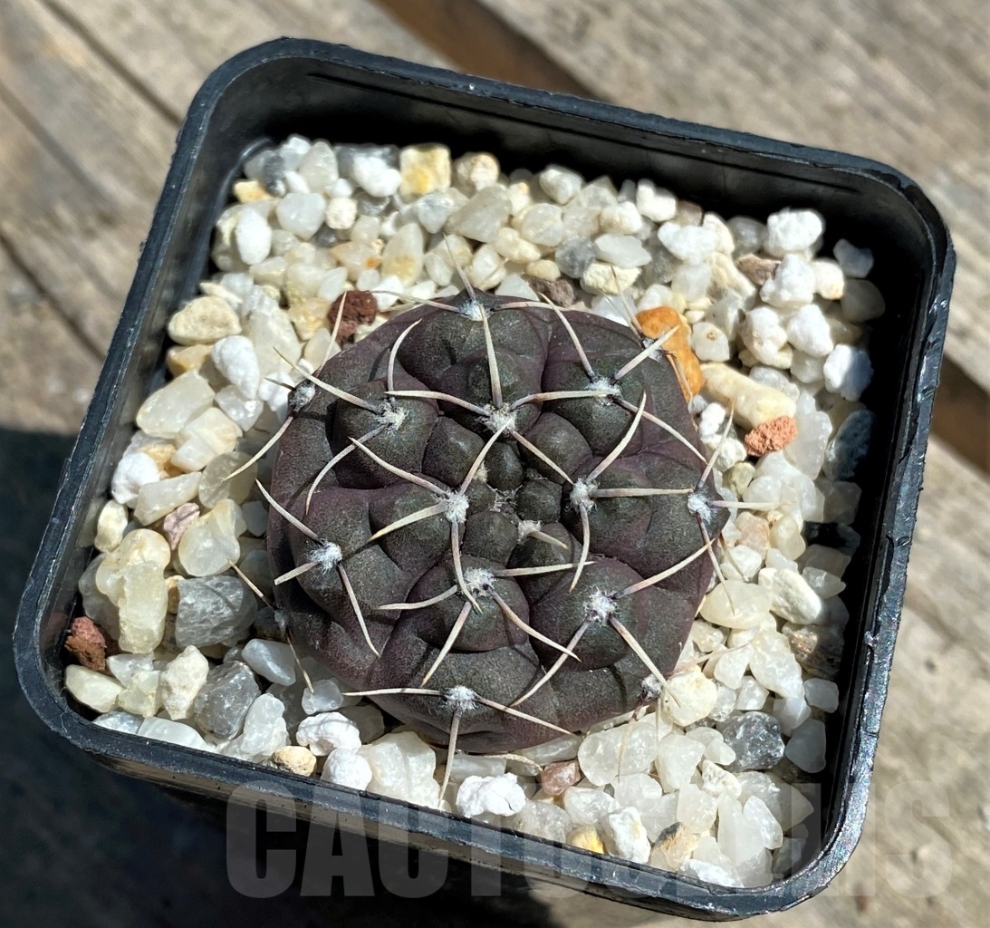 SHPR10852 Gymnocalycium kieslingii v. castaneum P 220 -La Rioja-