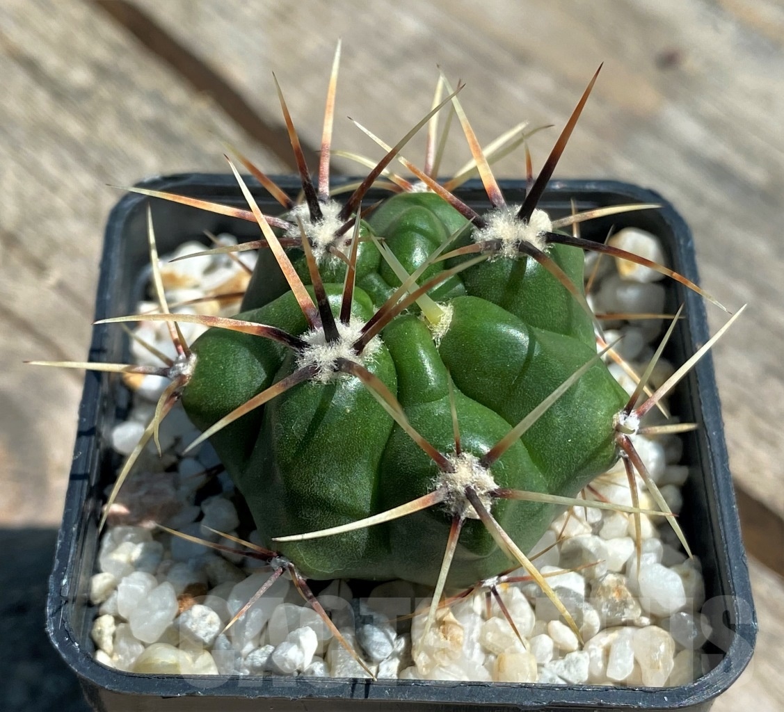 SHPR10855 Gymnocalycium achirasense v. chacrasense LB 365