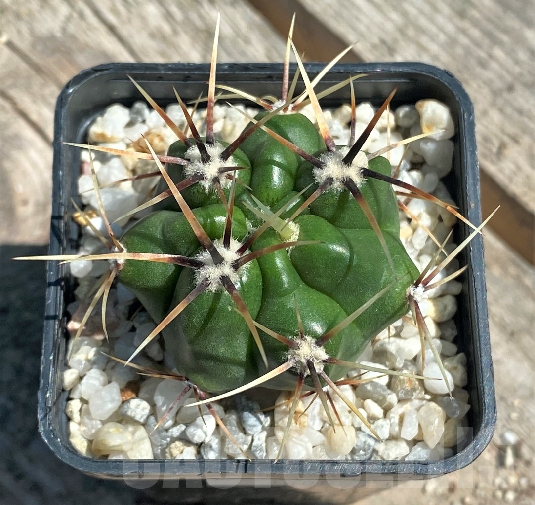 SHPR10855 Gymnocalycium achirasense v. chacrasense LB 365 - immagine 2