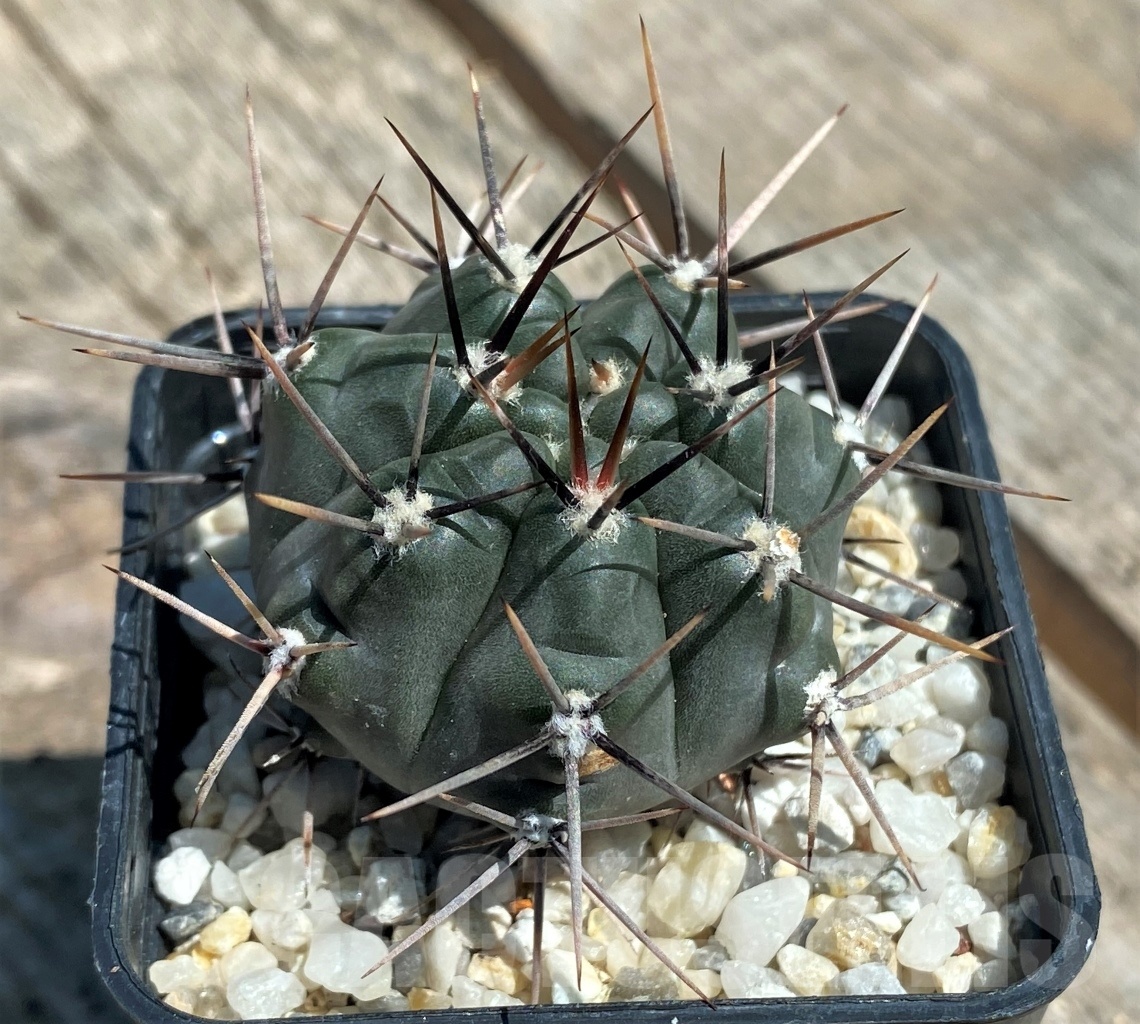 SHPR10859 Gymnocalycium striglianum v. aeneum