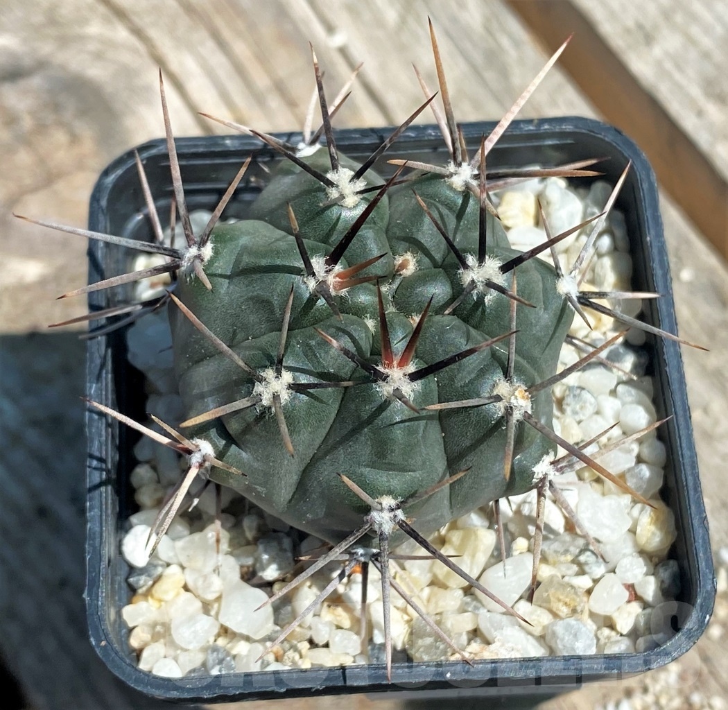 SHPR10859 Gymnocalycium striglianum v. aeneum - immagine 2