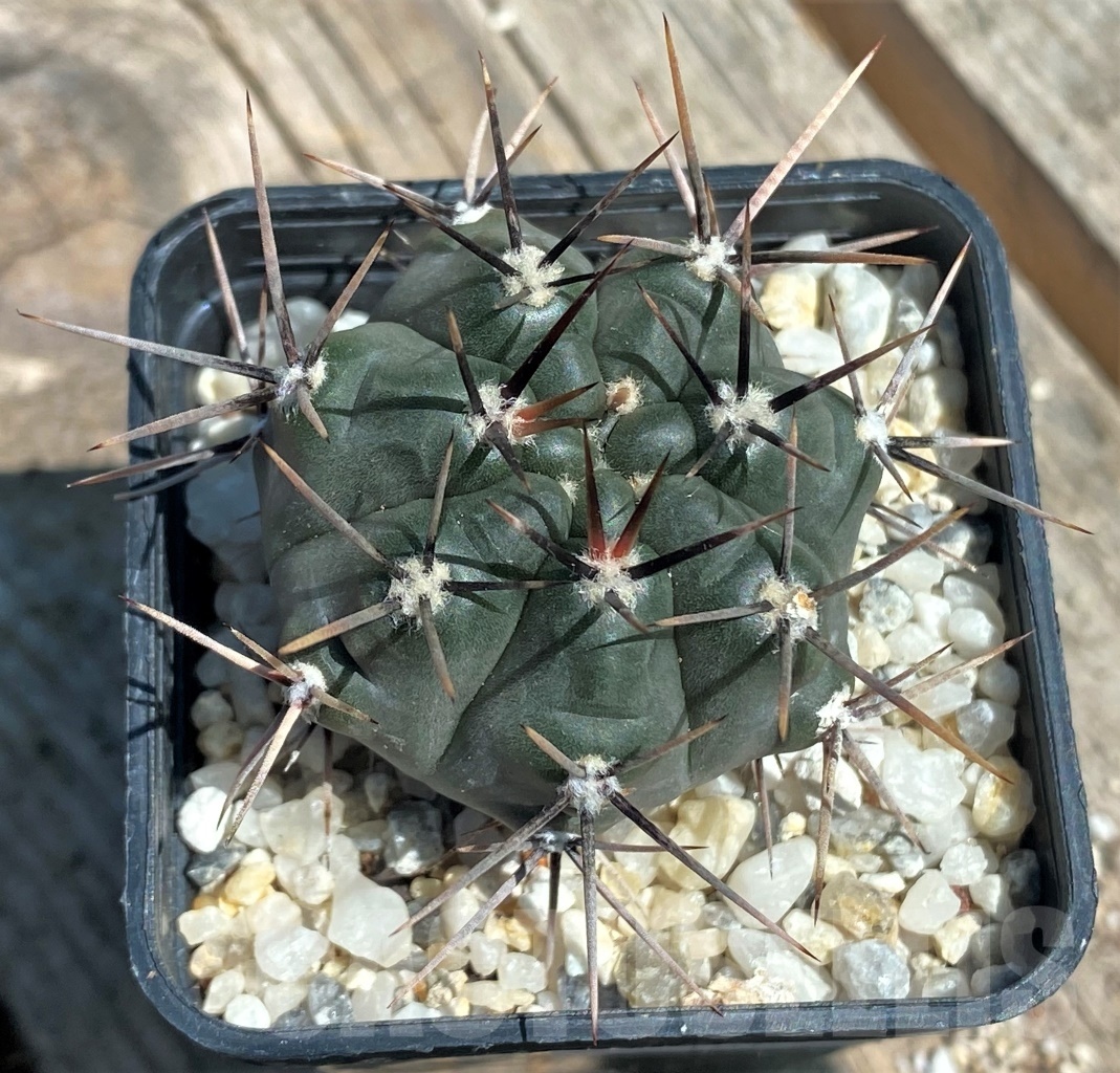 SHPR10859 Gymnocalycium striglianum v. aeneum - immagine 3