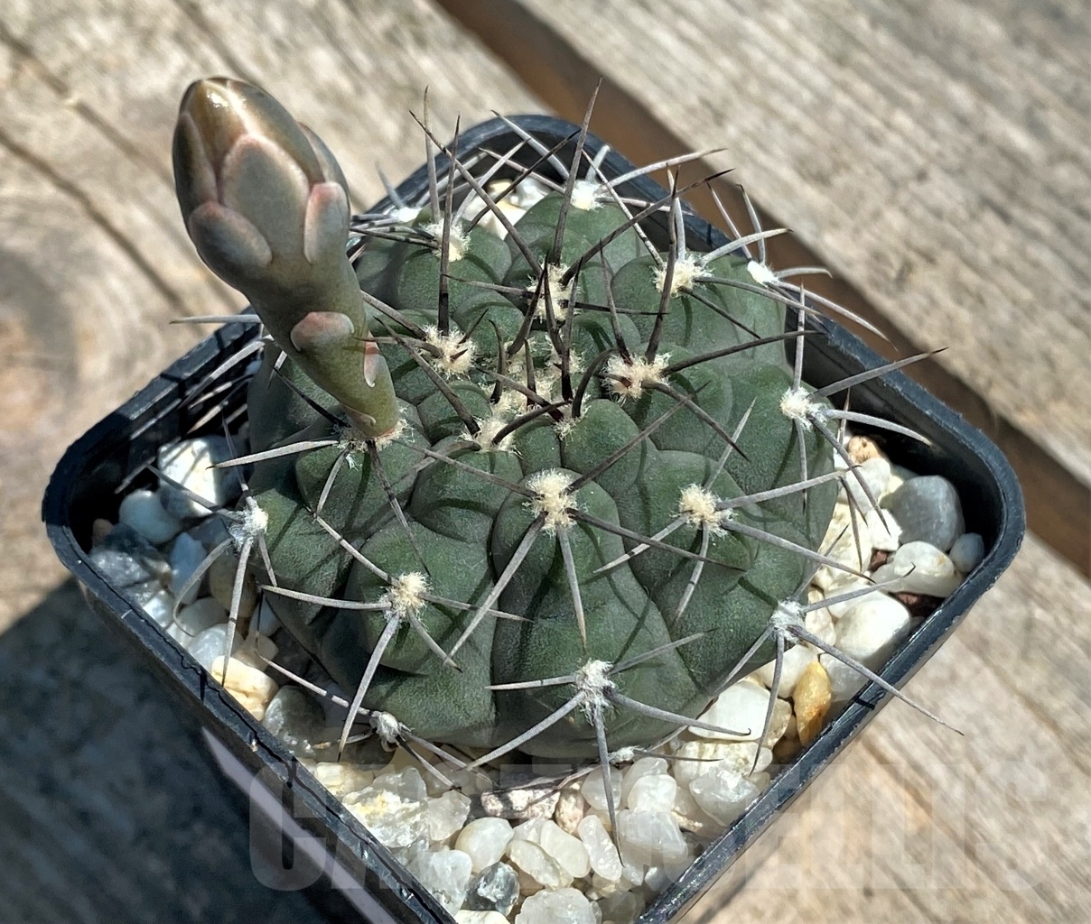SHPR10863 Gymnocalycium striglianum