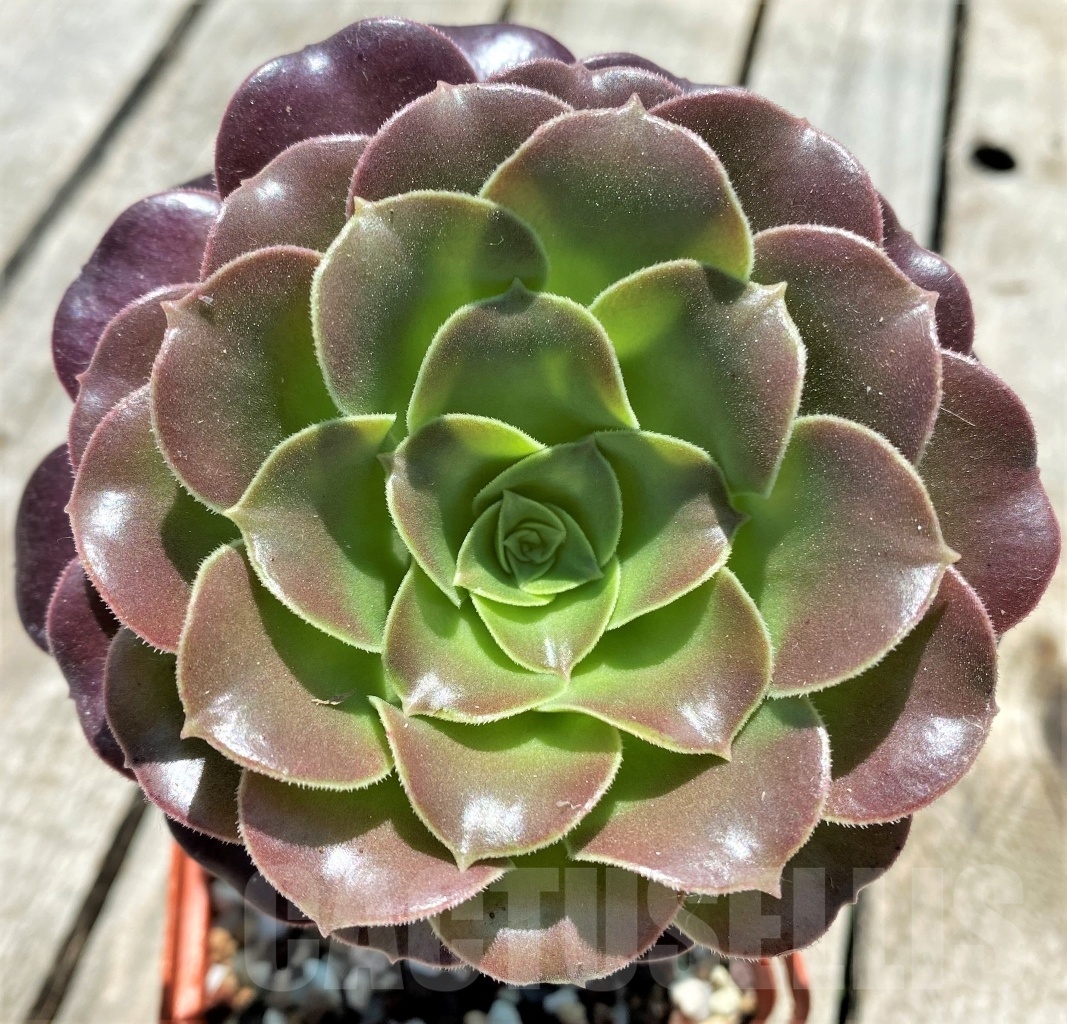 SHPR10864 Aeonium arboreum