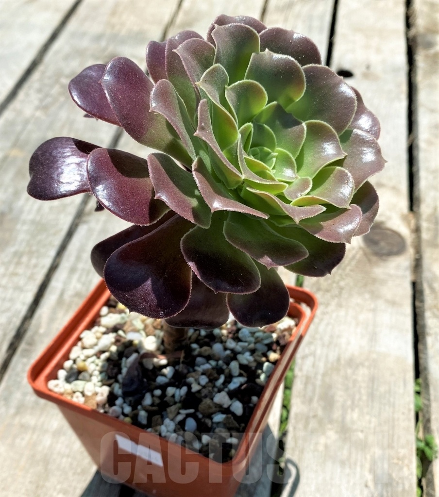 SHPR10864 Aeonium arboreum - Image 2