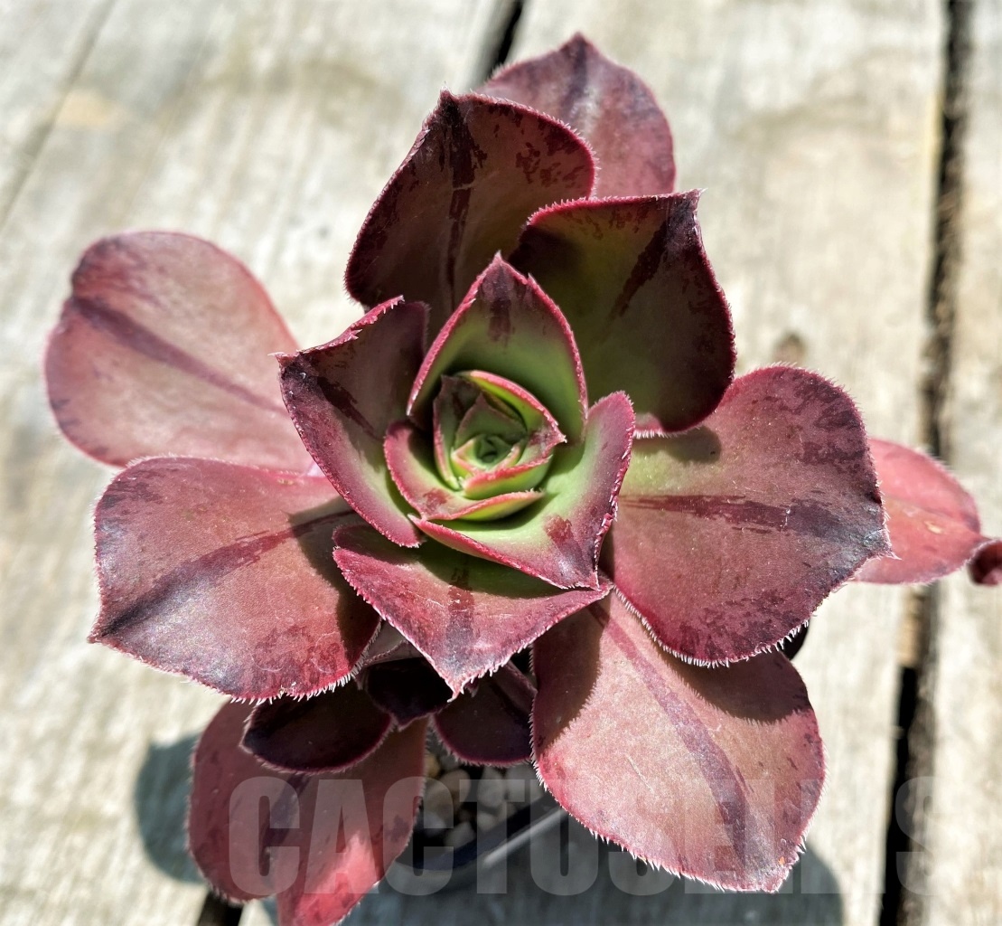 SHPR10866 Aeonium marnier lapostelle